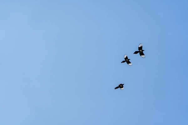 Les remèdes de grand-mère pour gérer les symptômes de grossesse